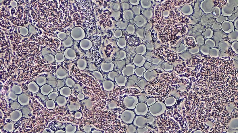 Nowy sposób dostarczania leków. Cell-IN otwiera komórki bez igieł i prądu