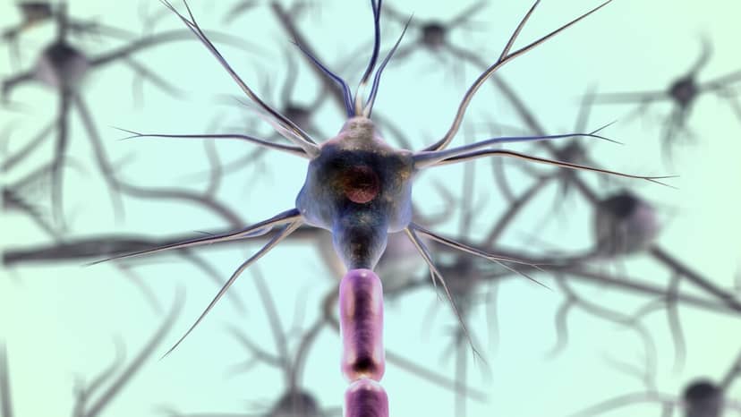 RNA z odzysku. Jak „śmieciowe” cząsteczki pomagają neuronom odrastać