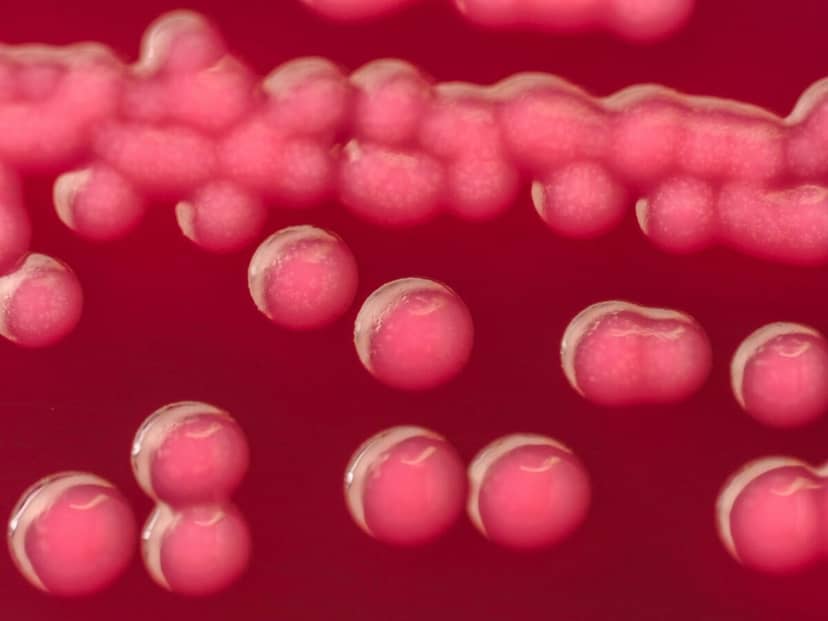 Bierzesz antybiotyki? Lepiej nie pij kawy