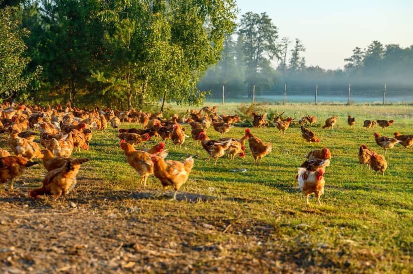 Badania naukowców z SGGW potwierdzają: sposób chowu kurczaka ma ogromne znaczenie dla naszego zdrowia