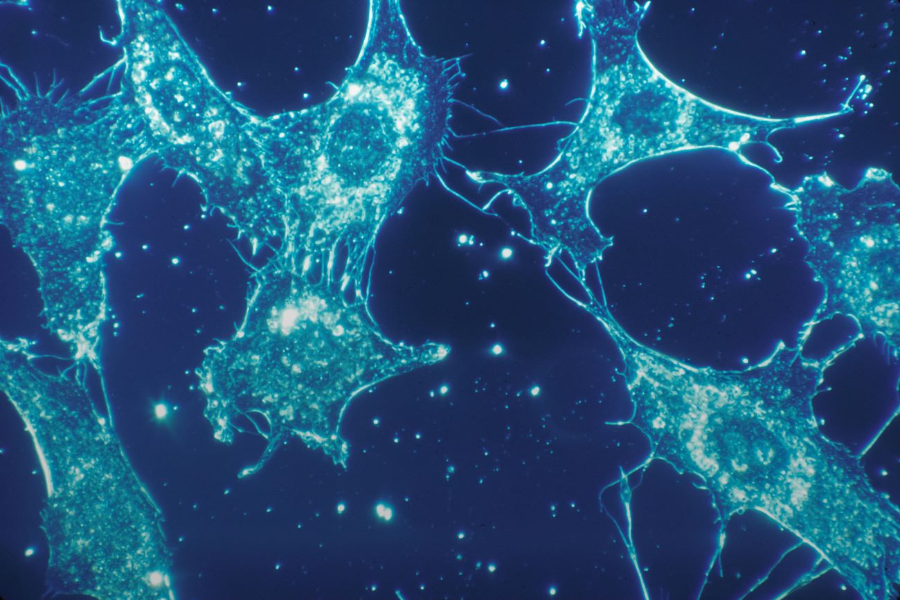 Fot. National Cancer Institute / Unsplash.com